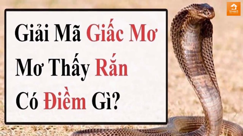 Điềm nằm mơ thấy rắn hổ mang 2023 & Đánh số gì trúng?