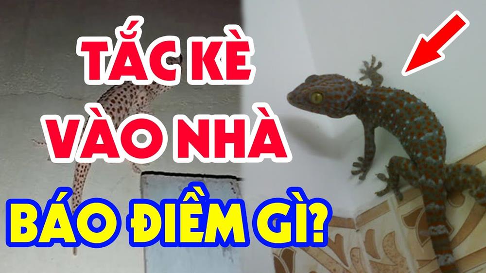Giải mã tắc kè vào nhà tốt hay xấu, điềm báo gì 2023