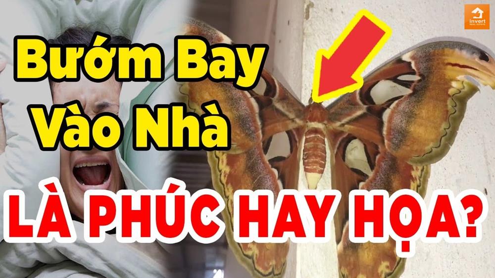 Điềm báo Bươm bướm bay vào nhà tốt hay xấu, phúc hay hoạ?