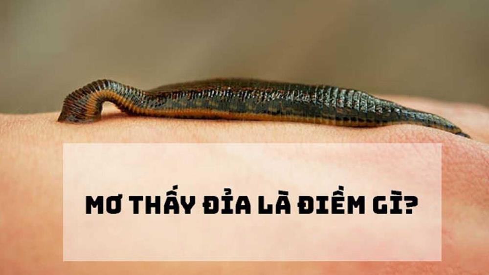 Nằm mơ thấy đỉa cắn (Giải mã điềm báo)