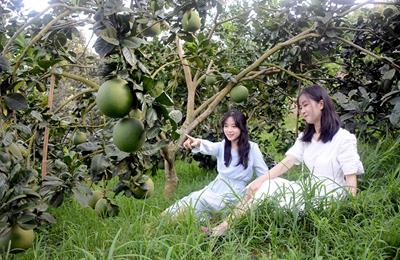 Danh sách các Vườn trái cây Việt Nam ở Florida năm 2022