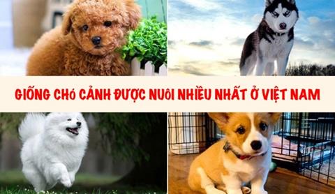 20+ Giống chó cảnh được nuôi nhiều nhất ở Việt Nam