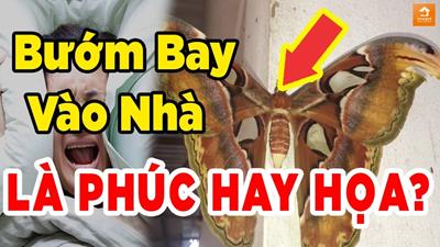 [2024] Điềm báo Bươm bướm bay vào nhà tốt hay xấu, phúc hay hoạ?