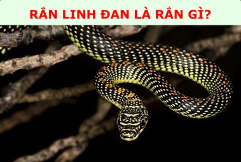 Rắn Linh Đan là rắn gì? Có độc và nguy hiểm đến tính mạng không?