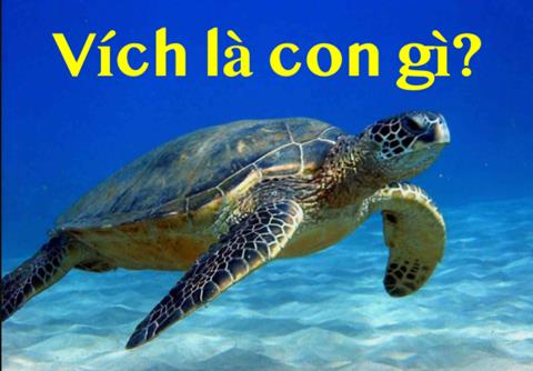 Vích là con gì? Vụ việc con vích "khủng" xuất hiện tại Việt Nam