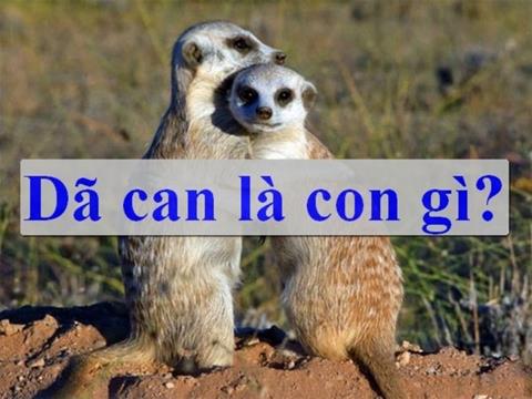 Dã can là con gì? Ý nghĩa câu chuyện Rùa và Dã can trong Phật pháp