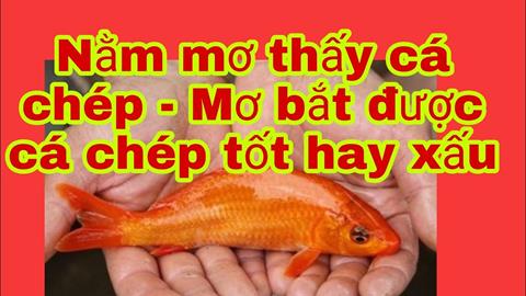 Nằm mơ thấy cá chép là điềm gì, lành hay dữ, đánh con gì?