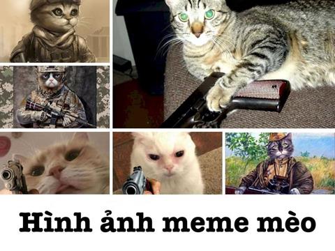 1001+ Meme mèo hài hước, cute, cười, khóc, bựa vô cùng đáng yêu