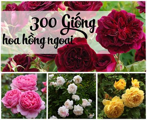 Tên các loại hoa hồng nổi tiếng ở thế giới và Việt Nam