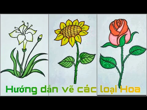 cách vẽ hoa 5 cánh đều