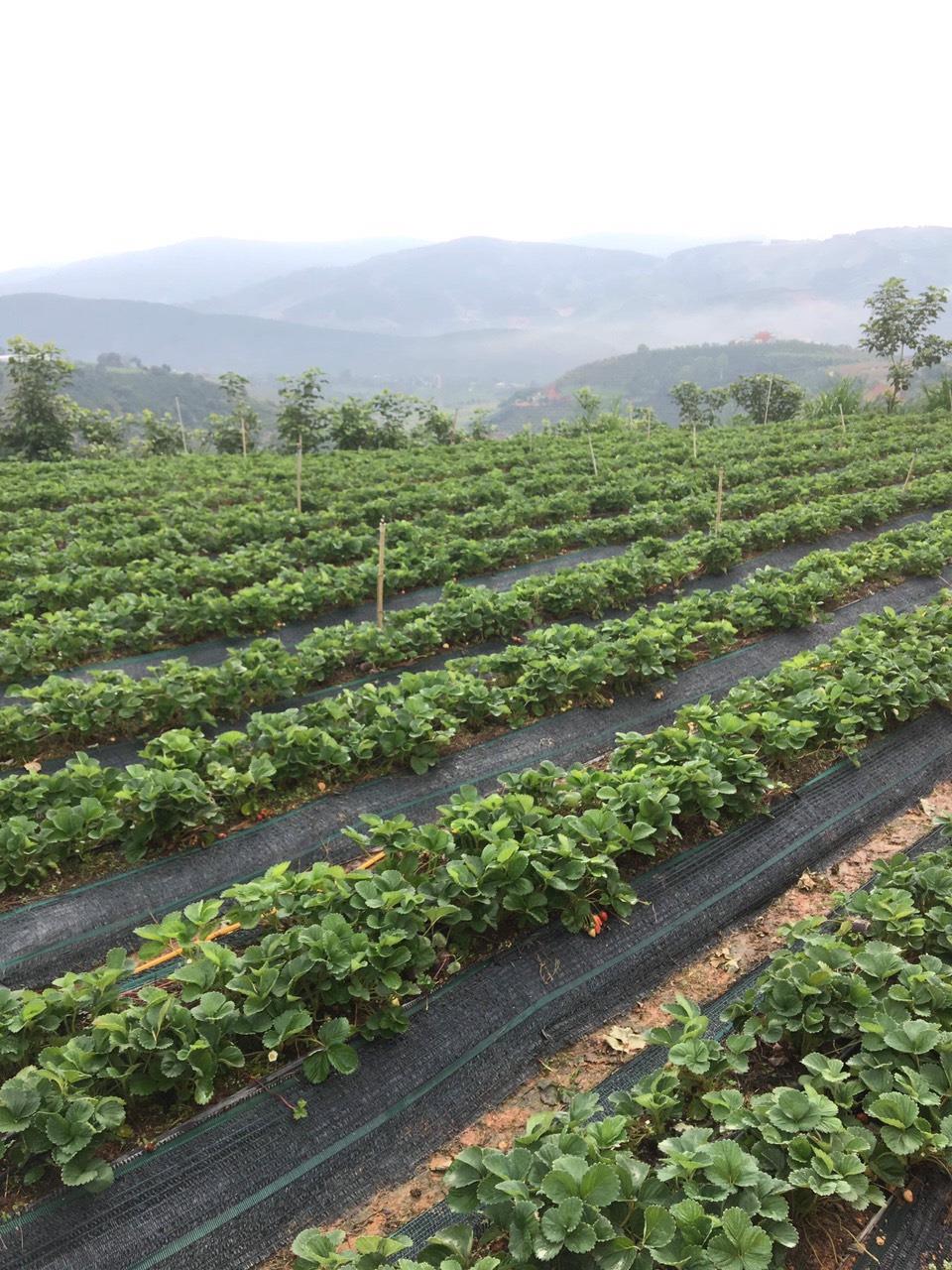 Bán đất lớn Mê Linh Lâm Đồng - 1,8ha view đồi thông, cây ăn trái ao hồ