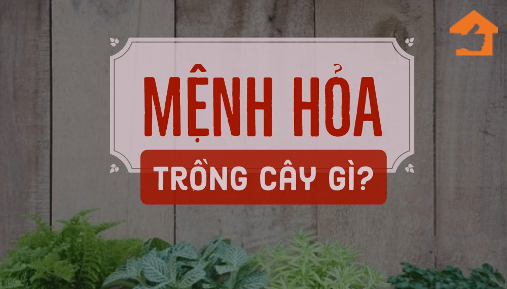 Mệnh (mạng) hỏa có màu sắc bản mệnh là đỏ. Vì thế người mệnh hoả rất hợp với cây trồng có màu đỏ, hồng, cam, tím