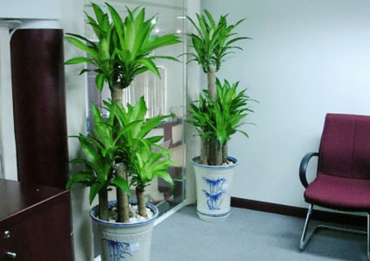 Đặt một cặp cây Thiết Mộc Lan ở cửa phòng làm việc