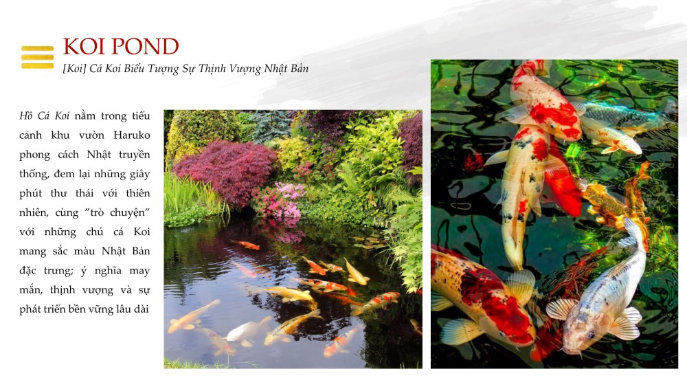 KOI POND [Koi] Cá Koi Biểu Tượng Sự Thịnh Vượng Nhật Bản