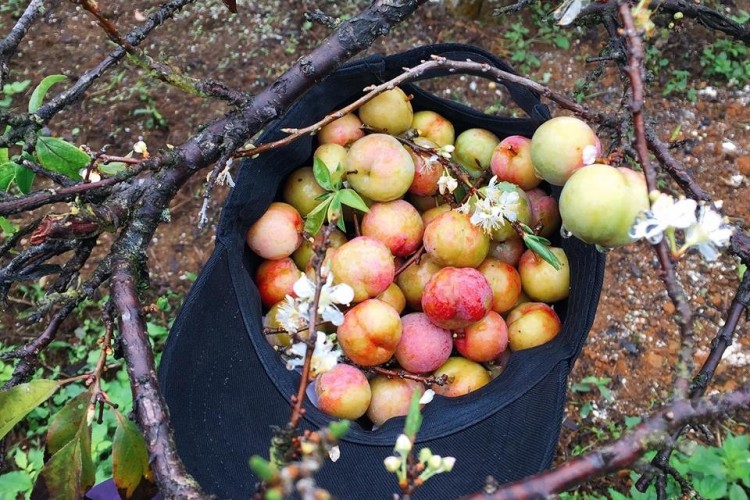 Đào rọ Sapa và mận hậu Bắc Hà