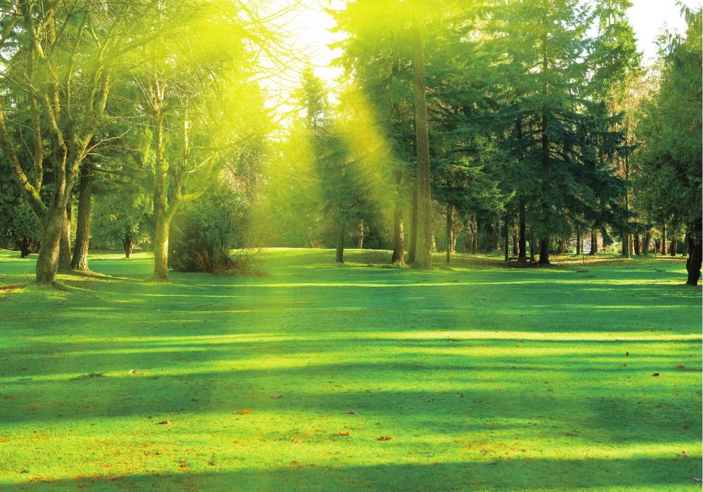 Dự án The Eden City được đánh giá là dự án có cây xanh tỉ lệ lớn nhất