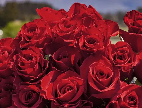 Hoa hồng Ecuador - nữ hoàng của loài hoa