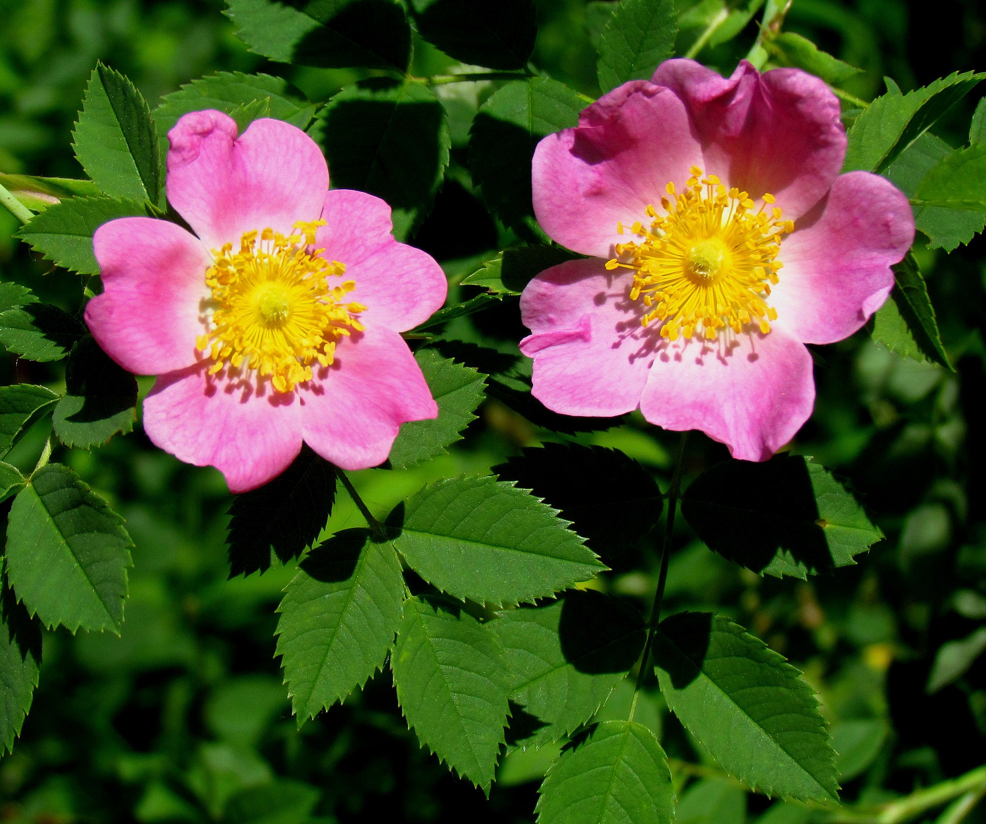 Rosa carolina, hay hoa hồng Carolina, hoa hồng đồng cỏ, là một loài thực vật có hoa nằm trong họ Hoa hồng (Rosaceae)