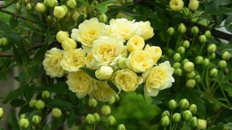 Hoa hồng Rosa banksiae được phát hiện lần đầu ở Anh Quốc vào năm 1824 bởi Royal Horticulture Society. Đây là giống hoa có màu vàng nhạt lạ mắt và hương thơm nhẹ của hương hoa violet.