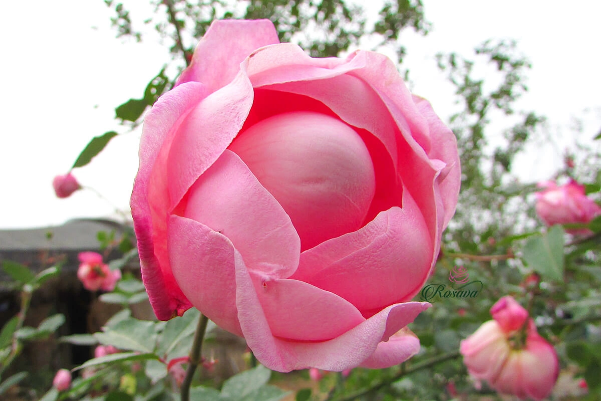 Hồng cổ Sapa là giống hồng đầu tiên được ghi vào danh sách “hoa hồng cổ Việt Nam” và có ý nghĩa cực kỳ quan trọng trong văn hoá chơi hoa hồng của người Việt
