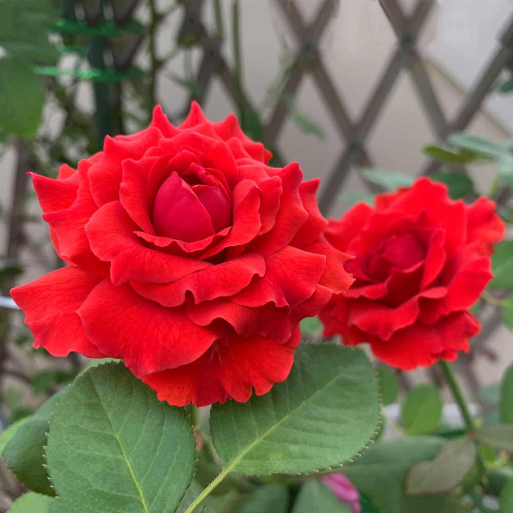 Hoa hồng cổ Sơn La màu đỏ tươi