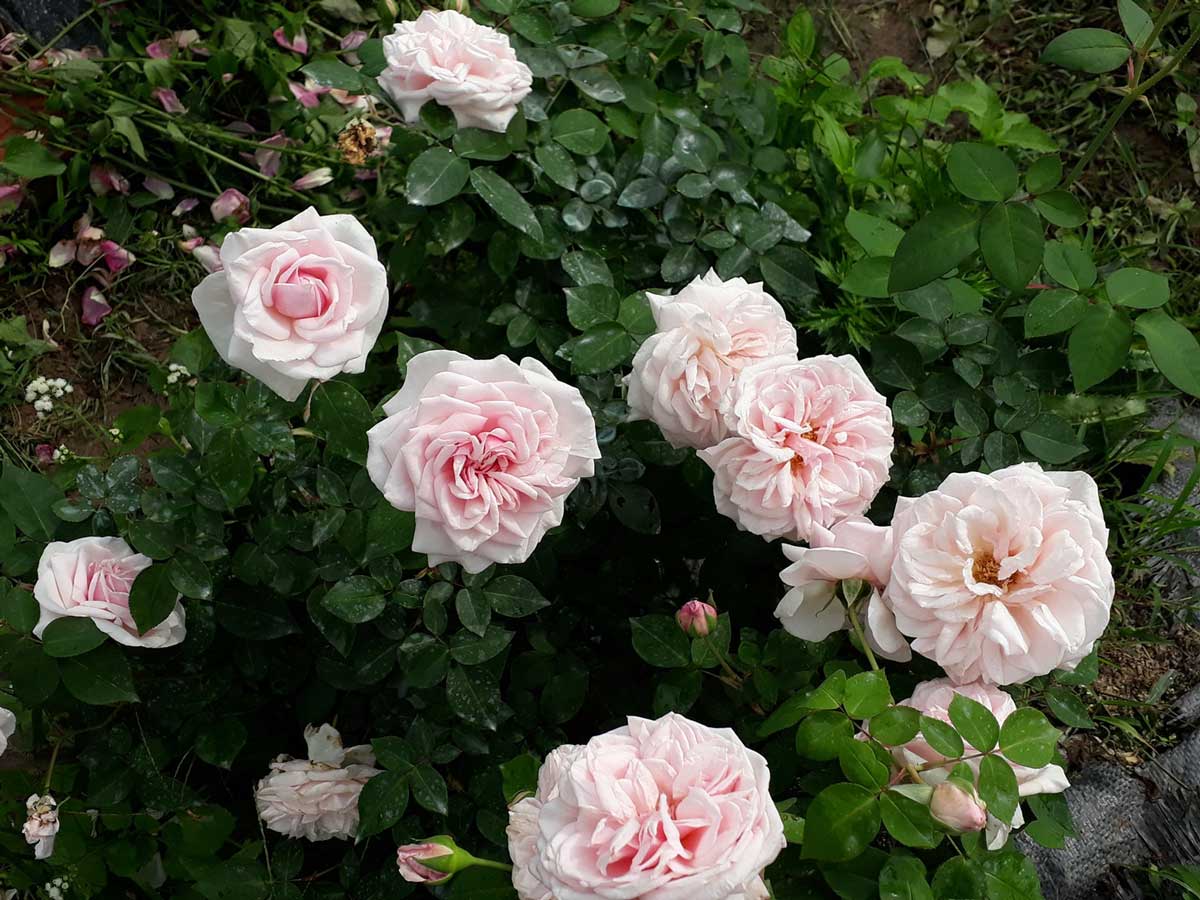 Hoa hồng cổ Vân Khôi màu hồng phấn