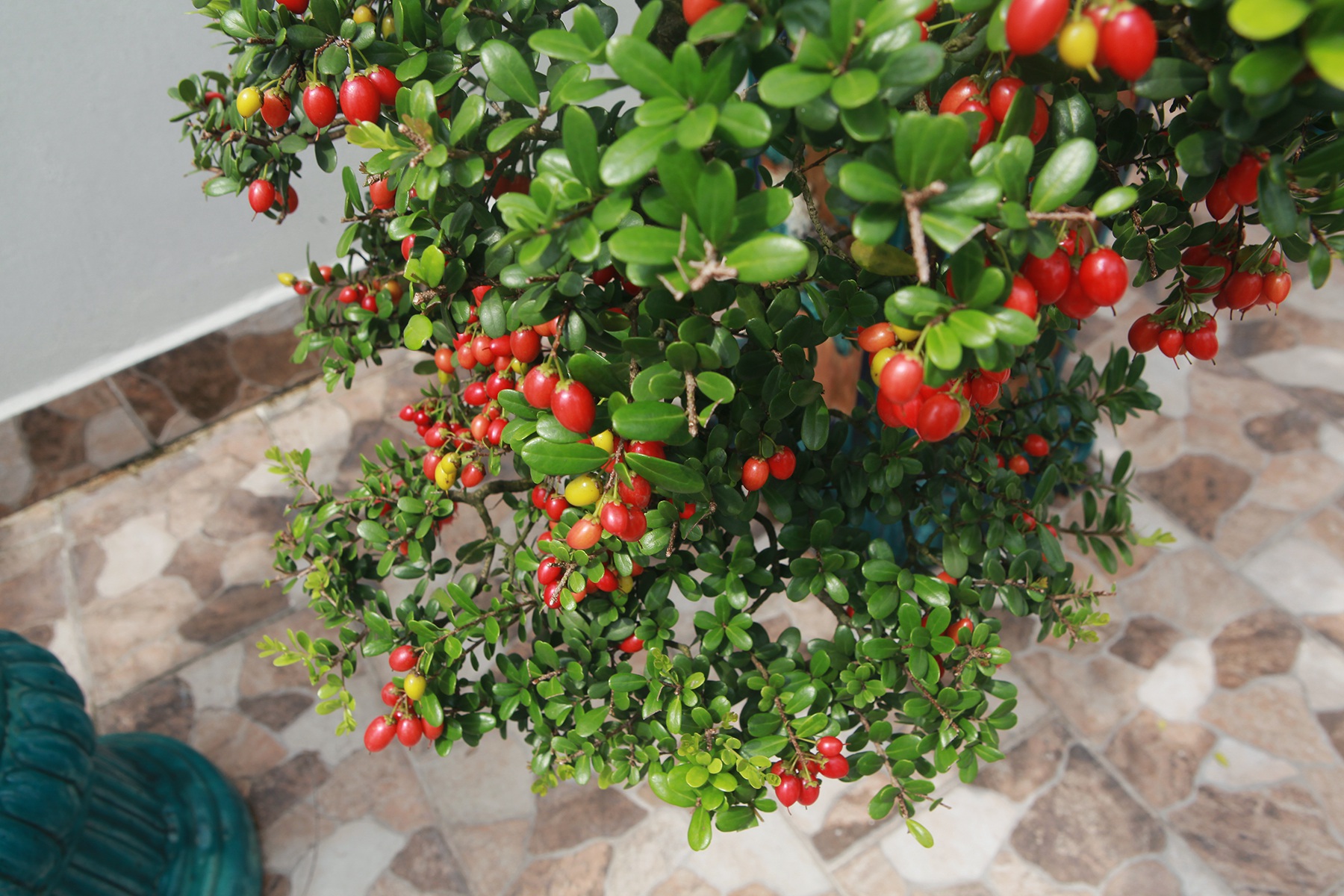 Quả hải châu đỏ, bóng đẹp như những viên đá ruby nên những người làm bonsai gọi chúng là “Hòn ngọc Viễn Đông”