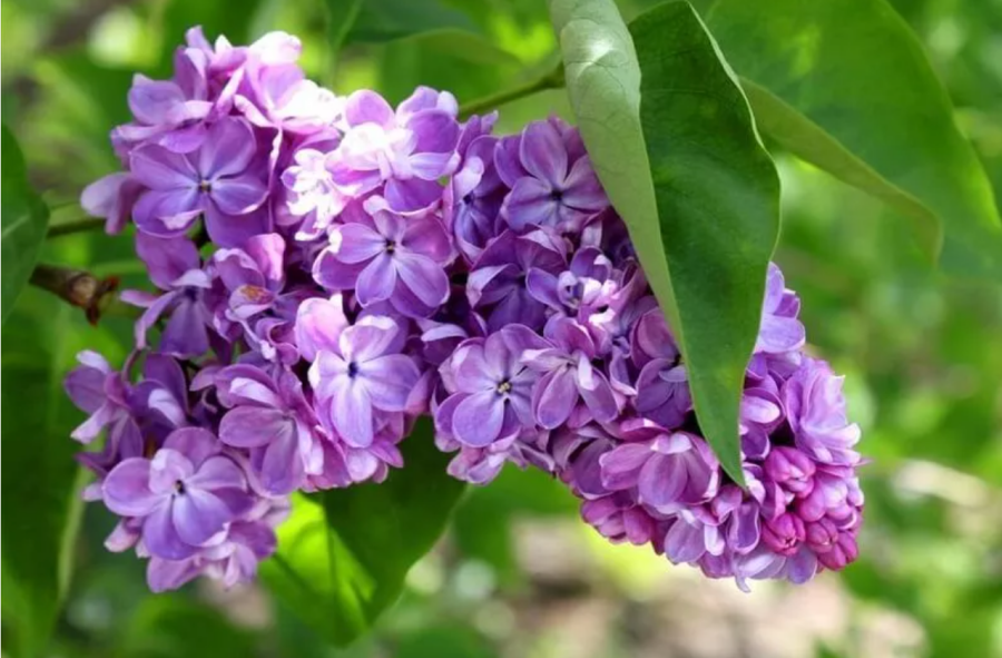 Hoa tử đinh hương