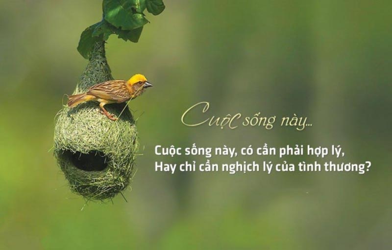 24175543 4 hinh anh buon ve cuoc song