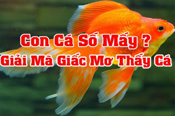 Nằm mơ thấy cá chép là điềm gì, lành hay dữ, đánh con gì? - Invert.vn