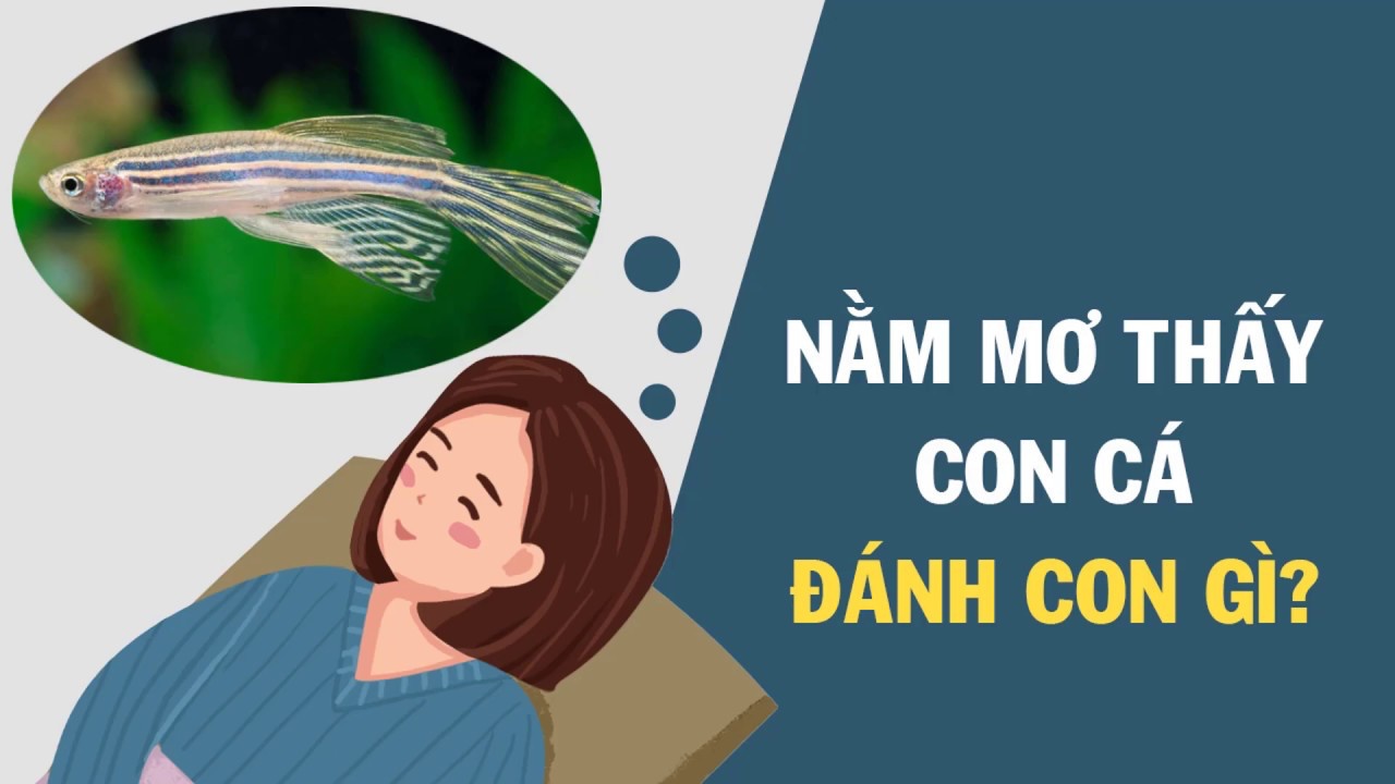 Nằm mơ thấy cá chép là điềm gì, lành hay dữ, đánh con gì? - Invert.vn