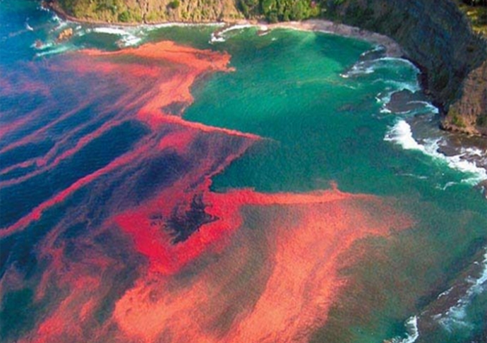 Hiện tượng thủy triều đỏ xảy ra ở Chile vào năm 2009 khiến 2 người tử vong.  (Ảnh: Huffington Post)