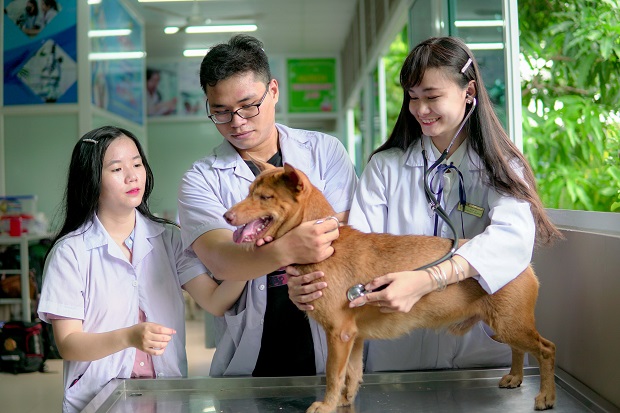 Năm 2022, HUTECH tuyển sinh ngành Thú y với 4 tổ hợp môn