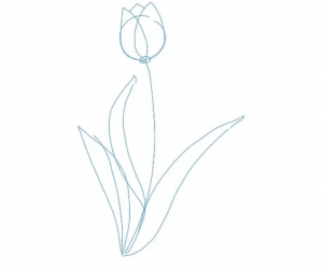 Hướng dẫn cách vẽ hoa tulip đơn giản với 7 bước cơ bản