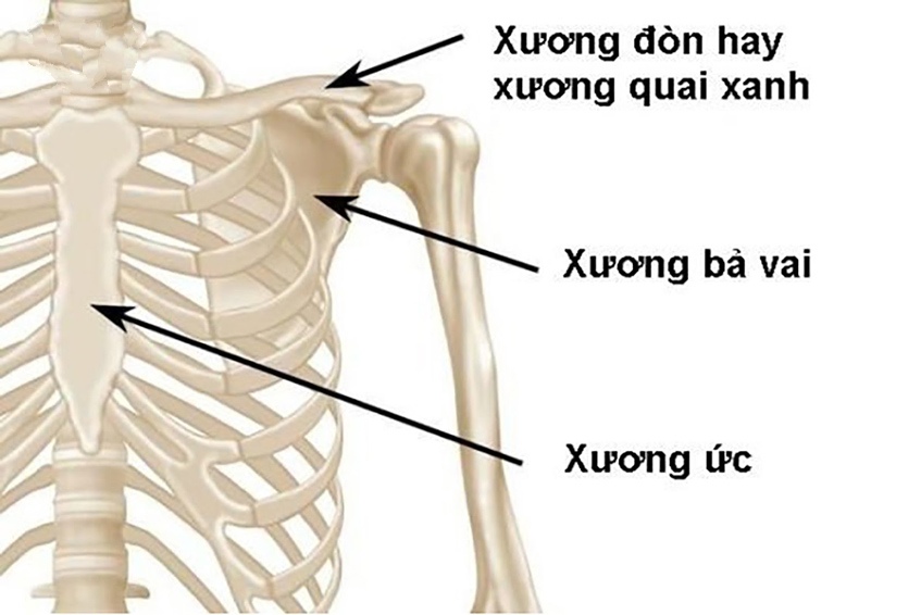 Vị trí xương đòn hay xương quai xanh trên cơ thể