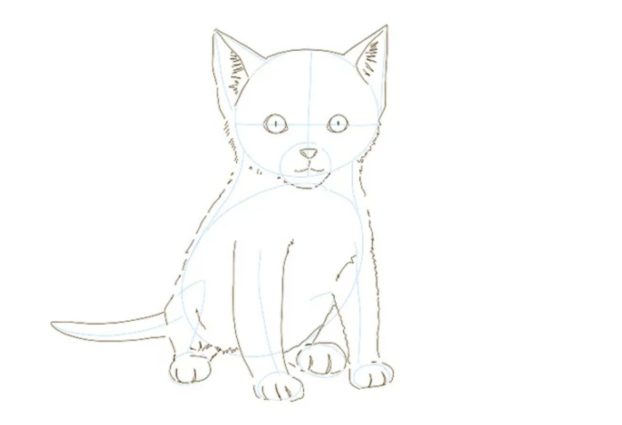 Vẽ các nét cơ bản của mèo. 