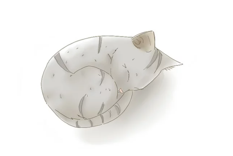 Cách vẽ con mèo đang ngủ