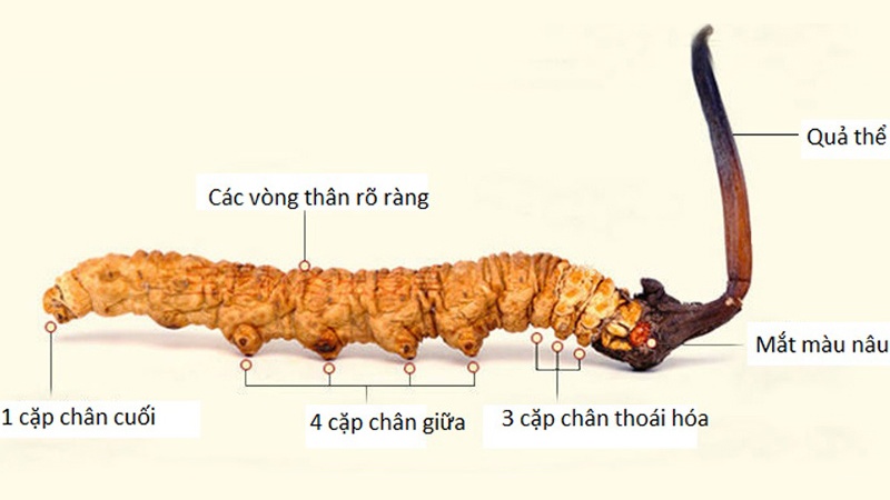 Các bộ phận của đông trùng hạ thảo
