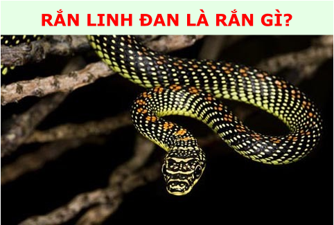 GameThuVi.Com - Rắn Linh đan là rắn gì? 1