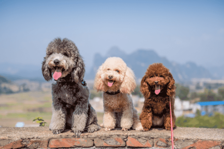 Giống chó cảnh Poodle