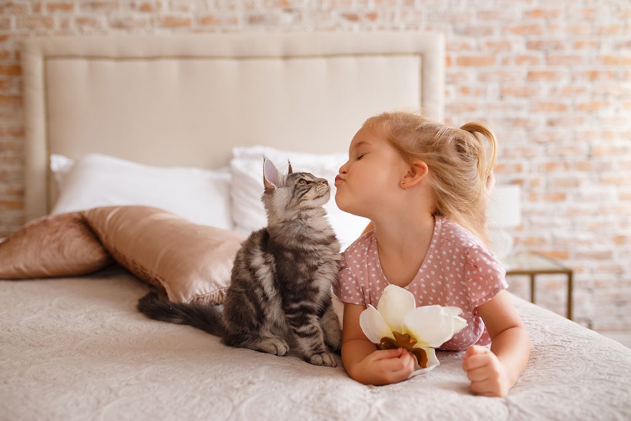 Bé gái chơi đùa với mèo