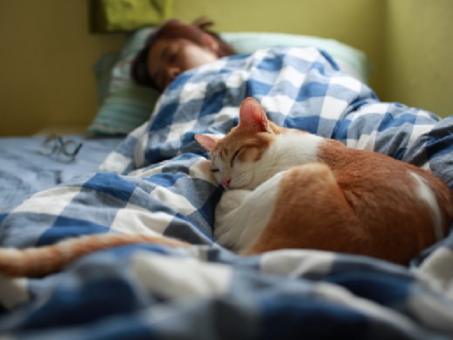 bé gái ngủ với mèo