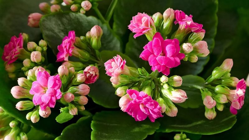 Hình ảnh cây sống đời xanh nở hoa đẹp