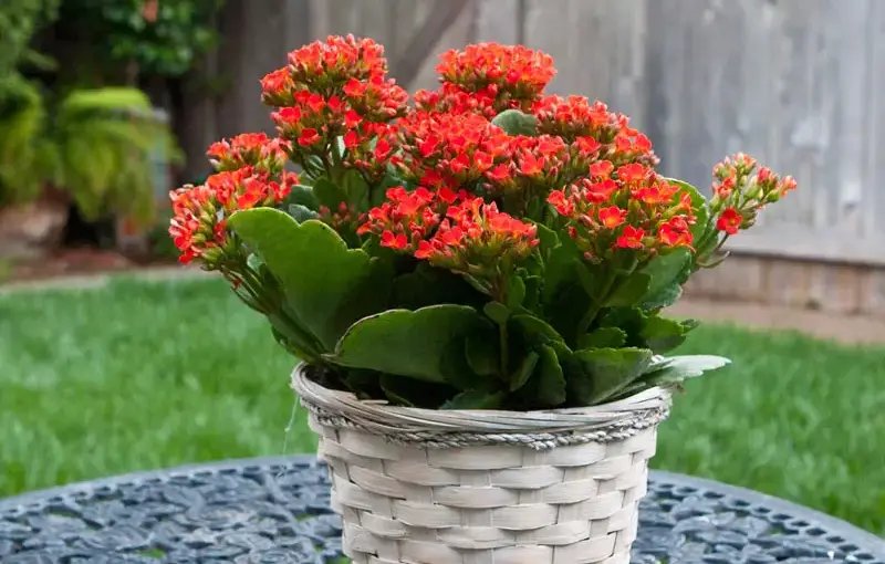 Hình ảnh cây sống đời đẹp