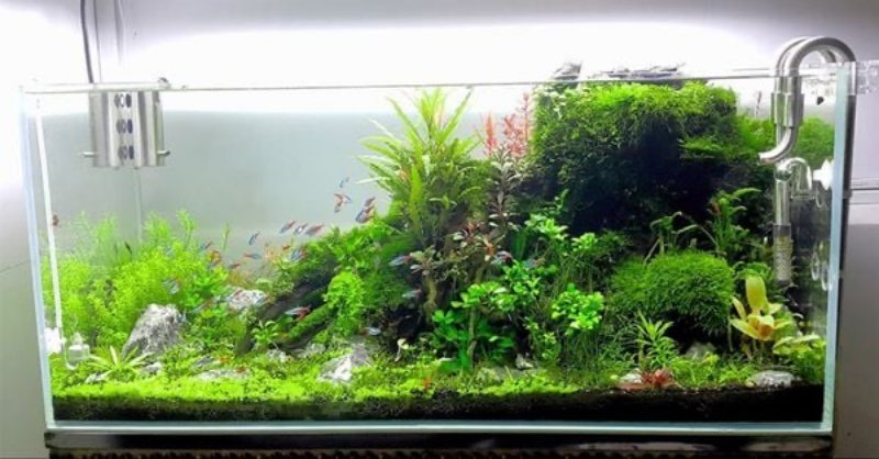 Thiết kế hồ cá thủy sinh đón Tết