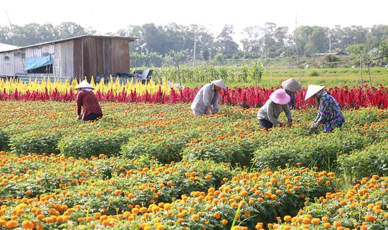Làng hoa Tân Ba (Tân Uyên)