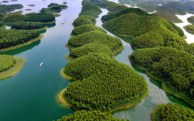 Những hòn đảo lớn nhỏ trên hồ Thác Bà phủ kín màu xanh của những rừng cây kinh tế.