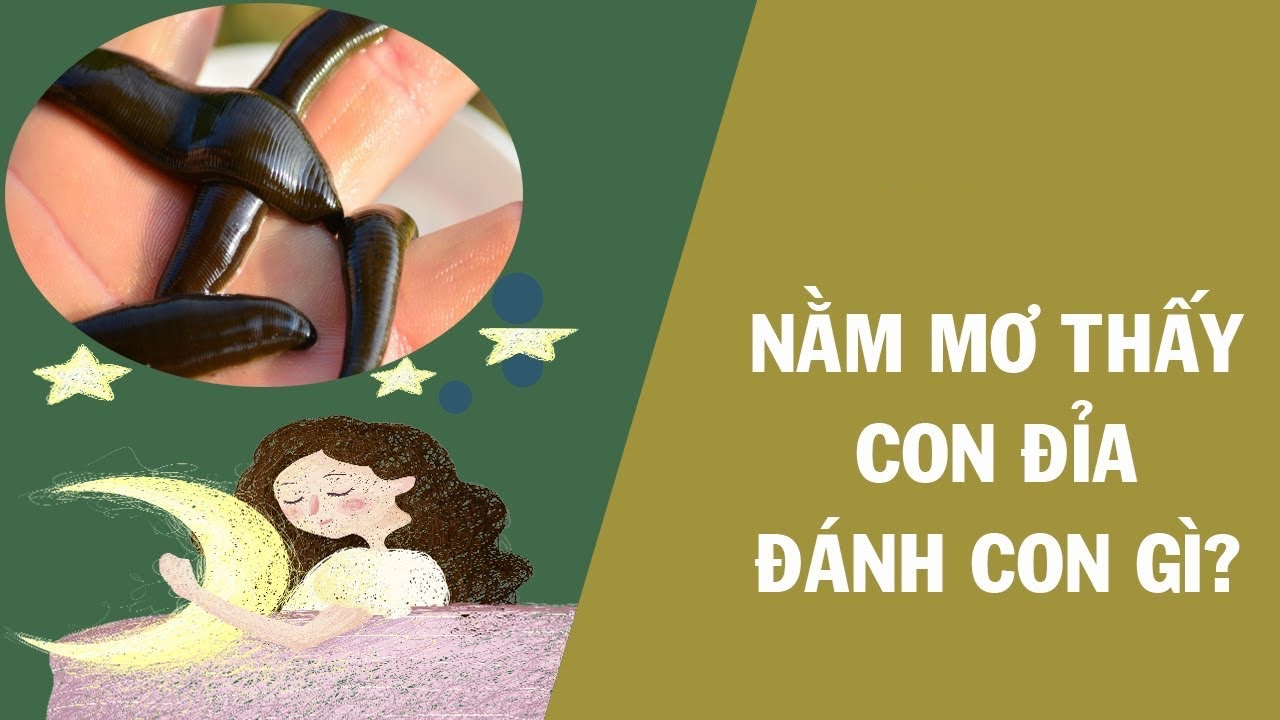 Nằm mơ thấy đỉa là điềm lành hay dữ, đánh con gì? - Invert.vn