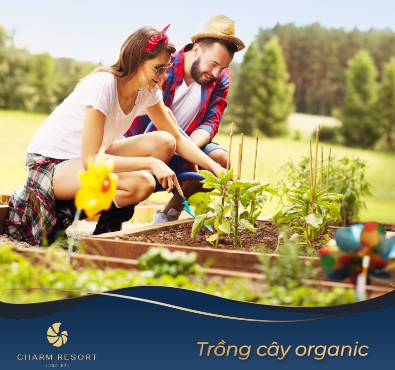 Tiện ích trồng cây Organic